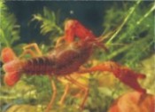 小龍蝦的生物學(xué)特性